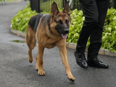 Perros identifican algunas palabras con objetos: Estudio