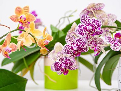 La hermosa planta de moda que necesita poquitos cuidados y podés propagarlas muy rápido en casa