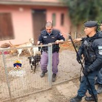 Rescataron varios animales de una vivienda del barrio Cumelén