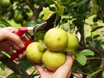 Lo que los jardineros callan: el secreto para que tu limonero explote de frutas