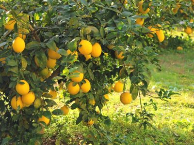 Los 2 ingredientes más poderosos para que tu limonero dé muchos limones y esté siempre rozagante y sano