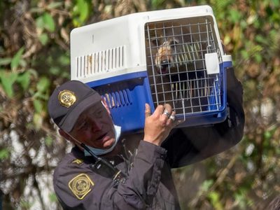 Rescatan animales maltratados del Refugio Franciscano en Cuajimalpa