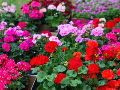 El truco secreto para lograr que tus malvones y geranios se llenen de flores de todos los colores