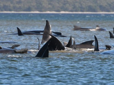Se encontraron cientos de ballenas varadas en la costa de Tasmania