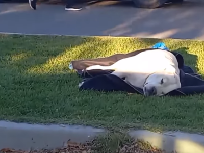Zapala: caminaba con su perro y un vecino se lo mató de un tiro