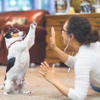 Las mascotas: la gran compañía en tiempos de aislamiento