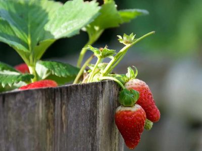 El truco de los viveristas para elegir los mejores plantines de frutilla para tener frutas todo el año
