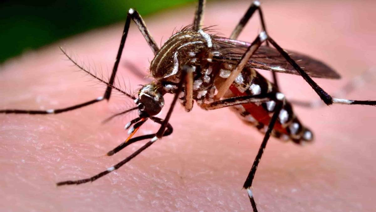 Dengue. Fuente: (Twitter)
