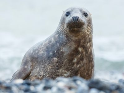 Descubren que una especie de focas "cantan" canciones infantiles