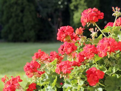 Conocé las plantas de hermosas flores que resisten al frío y podés sembrar estos meses