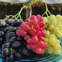 No tires las botellas de salsa de tomate y usalas para conservar uvas durante todo un año