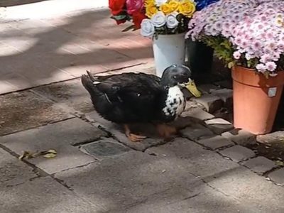 El pato Juan y la deuda moral que la Argentina sigue negando