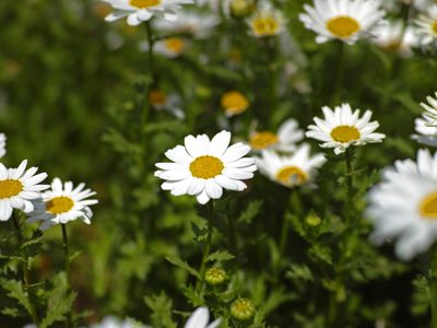 Cultivar manzanilla desde un saquito: el secreto para tu jardín y bienestar