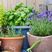 Prestá atención: las plantas fáciles de cuidar que ahuyentan para siempre a los mosquitos de tu casa o jardín