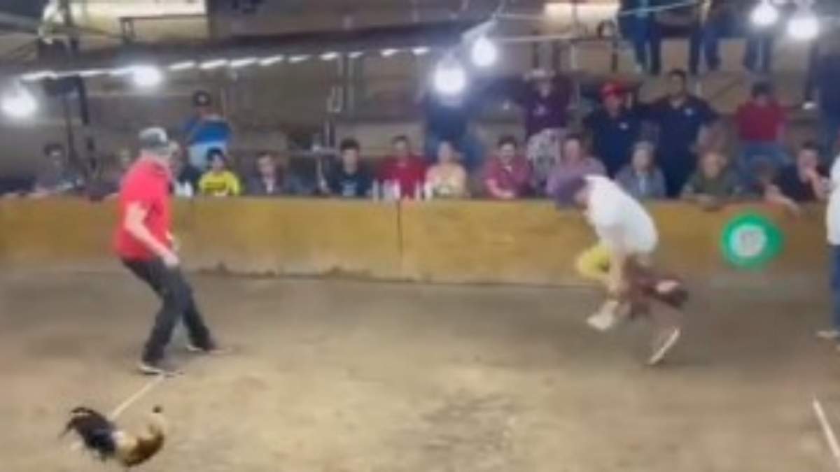 Gallo pica a su dueño en palenque de Colima