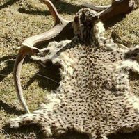 Alerta por hallazgo de cuero de gato montés en Villa Meliquina