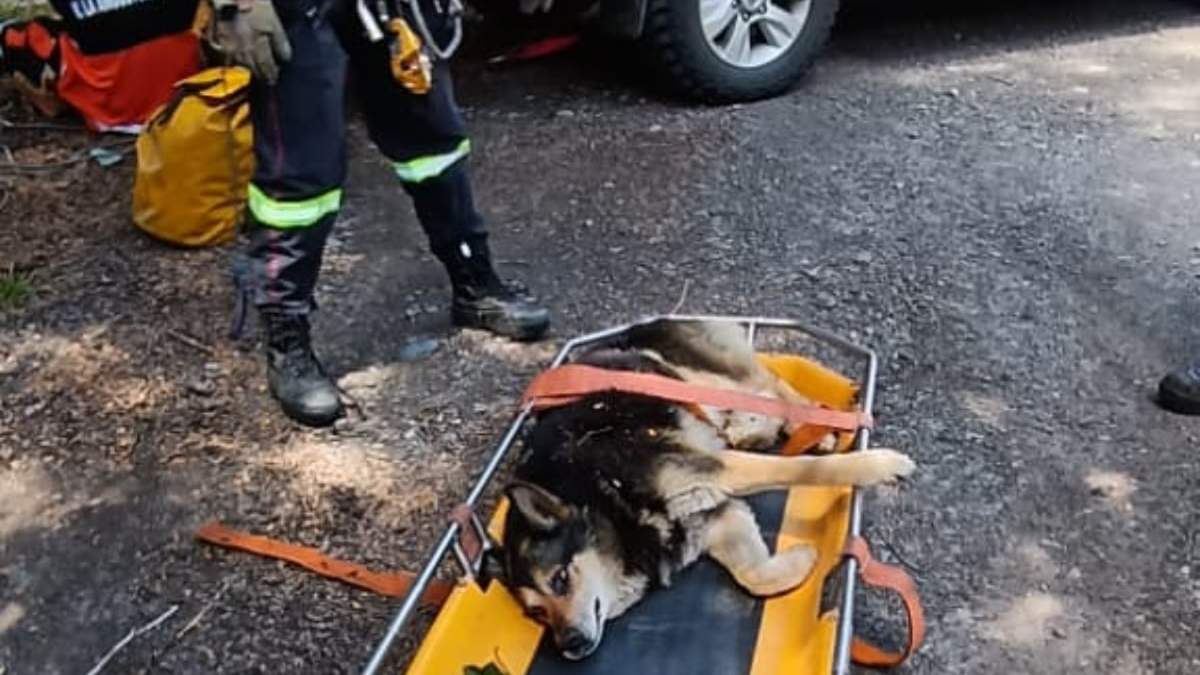 El perro fue rescatado por los bomberos voluntarios. Fuente: (La Angostura Digital)