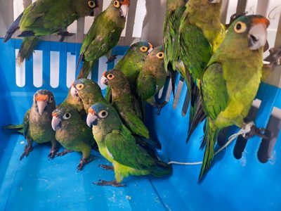 Profepa rescata 40 aves en peligro de extinción en Jalisco; hay dos detenidos