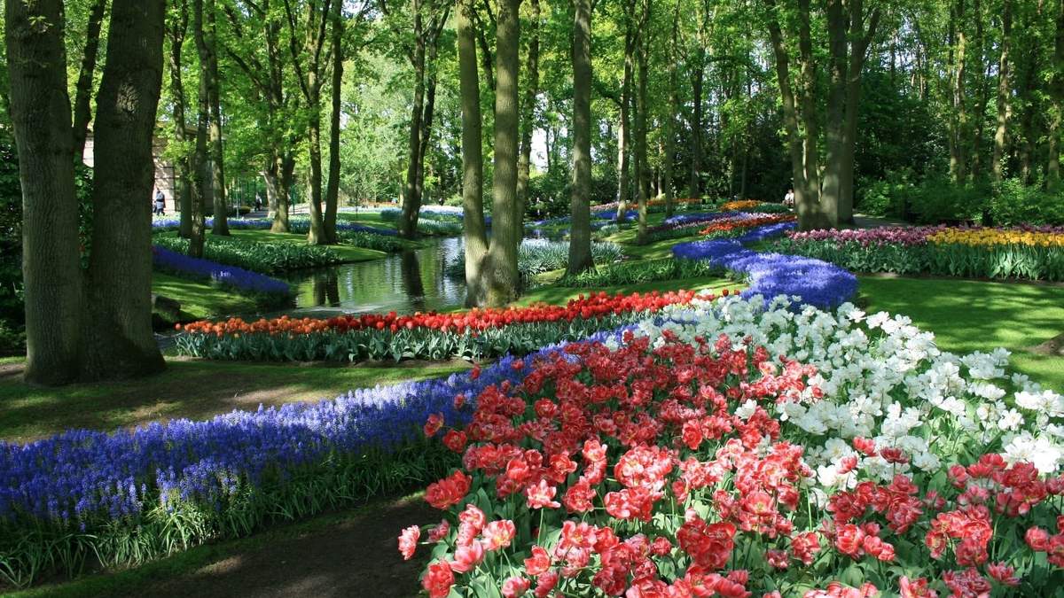 Sin gente y en su esplendor: jardín de tulipanes. Fuente: (Facebook)