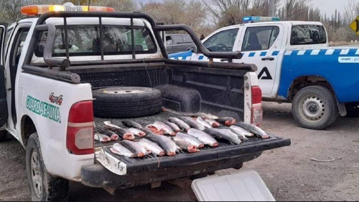 Las 30 piezas de trucha incautadas por el personal de Fauna de la provincia. Fuente: (Centenario Digital)