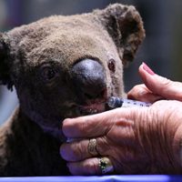 Australia planea salvar a la población de koalas tras los incendios