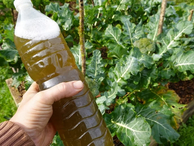 El poderoso preparado casero con 2 ingredientes para que tus plantas se llenen de flores en esta primavera