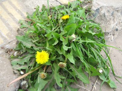 El yuyo que siempre pisás, pero que no deberías eliminar jamás de tu jardín