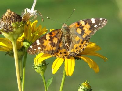 Inmortal y fácil de cuidar: la planta que florece todo el año y atrae muchas mariposas a tu jardín