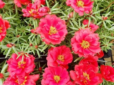 Evitá a toda costa este error con tu planta de Portulaca para que se mantenga sana y hermosa en primavera
