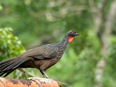 Curiosidades de la Pava de monte: el ave con mucha historia que cumple una labor importante en los bosques