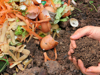 La planta que es un tesoro y puede utilizarse para crear un potente fertilizante casero para otras especies