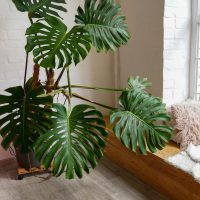 Están de moda: las 4 plantas de rápido crecimiento que son ideales para darle un toque de distinción a tu hogar