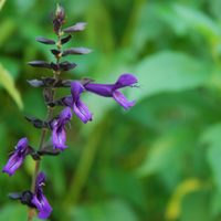 La planta que se banca el sol pleno o lugares de sombras y regala las flores más bonitas de la temporada