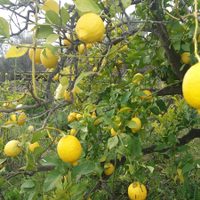 El truco más efectivo para proteger tu Limonero de las fuertes heladas en invierno