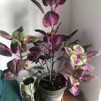 Así podés cuidar esta hermosa planta colorida, que ama estar cerca de sitios con mucha luz