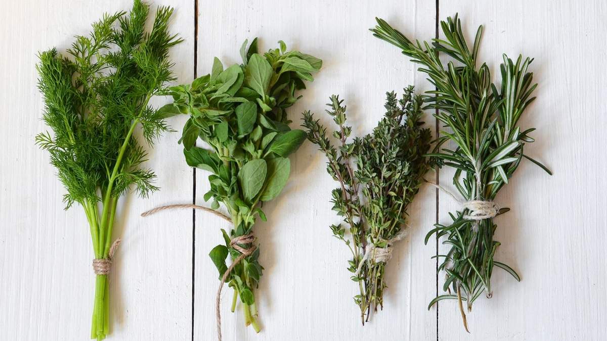 Plantas medicinales. Fuente: (Instagram)