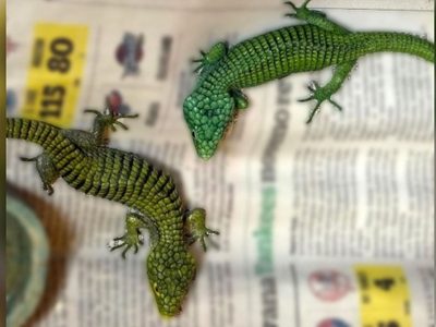 Vinculan a proceso a hombre con 299 reptiles en peligro de extinción en su equipaje en el AICM