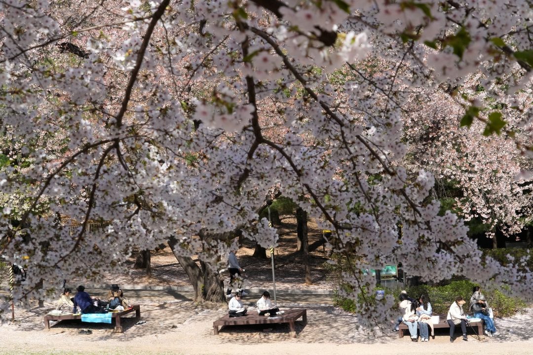 Parque en Seúl. Foto Ahn Young-joon  AP