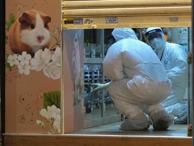 Hong Kong ordena sacrificar dos mil hámsteres por presunto contagio de covid-19