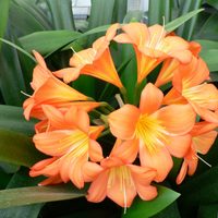 El truco natural y efectivo de los viveristas para que tu planta de Clivia se llene de flores