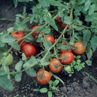 Cuidá tu planta de tomates de las heladas con estos 2 trucos que no fallan de los más expertos jardineros