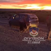 Tres hombres llevaban en un auto un choique faenado y cinco perros galgo
