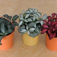 4 plantas para espacios pequeños que apenas necesitan cuidados y son perfectas para decorar