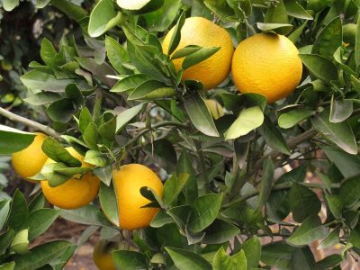 Ignorado por muchos: el árbol que resiste la sequía y regala las mejores frutas en menos de un año