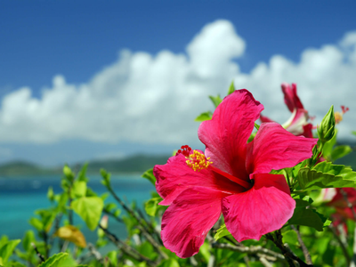 La flor que está en todas las casas y que, si la consumís, te puede ayudar a adelgazar