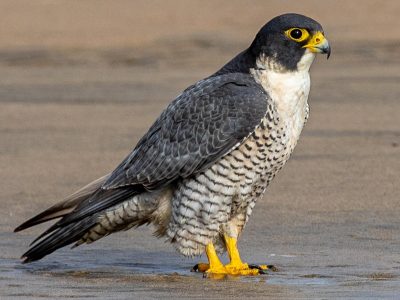 Curiosidades sobre el Halcón: el ave que puede zambullirse en el agua y dio origen a la frase "vista de halcón"
