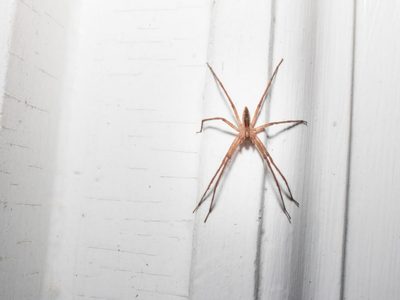 Si nada te funciona para alejar a las arañas de tu casa, probá este truco casero que lleva solo 2 ingredientes