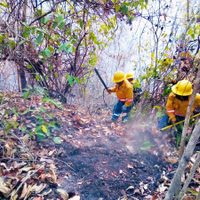 En Oaxaca continúan activos 13 incendios: Coesfo
