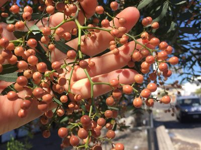 El aguaribay, el árbol autóctono que ofrece sombra y frutos
