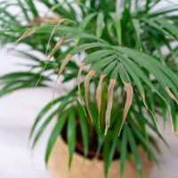 Descubrí cuál es el motivo por el cual se secan las puntas de las hojas de tus plantas